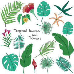 set of vector colored tropical leaves and flowers