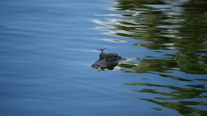 Dragonfly hitching a ride on an alligator's head in the water
