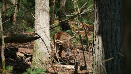 White-tailed buck looking for food on the forest floor in the Smoky Mountains