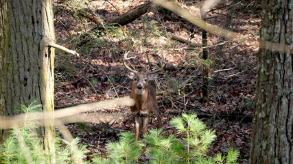 White-tailed buck with antlers in the forest looking at the camera with its head tilted