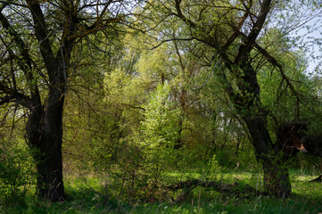 old trees on the background of green young trees in deciduous forest on a sunny day. Spring season in May. Ukraine. Europe.