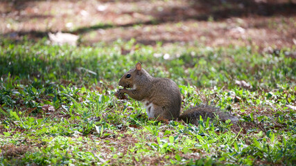 Female gray squirrel holding a nut in her paws while standing on the grass, seen from the side