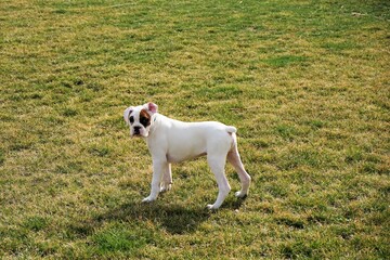 Boxer dog standing in a field.