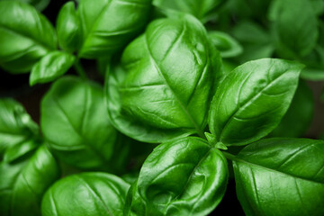 Closeup on green bail leafs