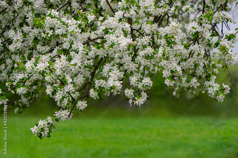 Wall mural branches of the apple tree are covered with white flowers on a blurred green background.