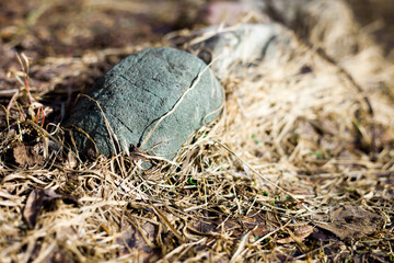 Stone in brown grass and sunlight