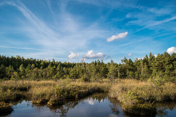 Colorful Sulphur pond trail in the Raganu (Witch) swamp in Kemeri National Park near Jurmala, Latvia