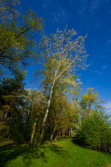 Fototapeta premium Deciduous trees on a background of blue sky on a sunny day