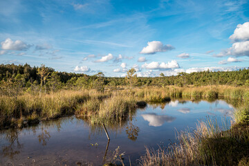 Fototapeta premium Colorful Sulphur pond trail in the Raganu (Witch) swamp in Kemeri National Park near Jurmala, Latvia