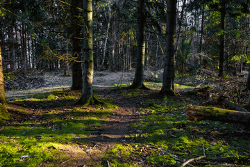 A forest path in beautiful early morning light. Green moss on the ground. Picture from Eslov, Sweden