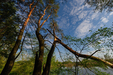 broken pine tree blown in the morning in the forest.