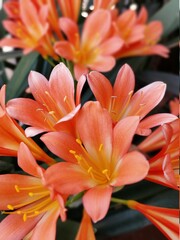 Obraz premium true natural open flowers vivid colors