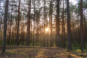 Pine tree forest during sunset in the Kemeri National Park near Jurmala, Latvia