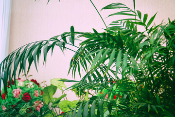 Thin green leaves of houseplant Hamedorea elegant