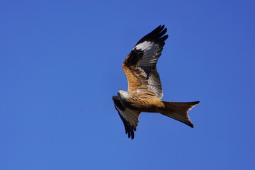 Red kite flying on a sunny day in the Czech republic. Photograph shows the beautiful colours of the red kite and the eye in focus. Milvus milvus.