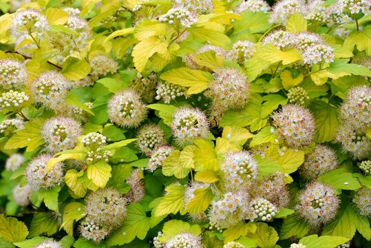 Luxuriantly blooming viburnum physocarpus varieties Luteus  with bright yellow leaves in the garden in spring close up
