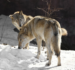 Two Eurasian wolves (Canis lupus lupus) on sunny day in early spring. Male and female