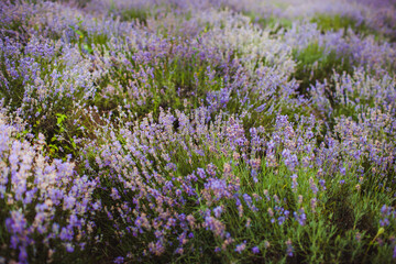 Obraz premium lavender field region