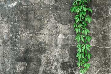 Close-up, texture, background of concrete gray wall.