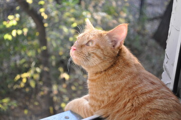 Curious red kitten looks out the window