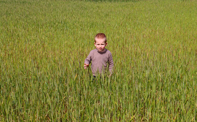 Blond boy in a green wheat field. A surprised three-year-old boy is walking in a grain field and having fun. 