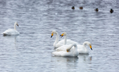 flock of Whooper swan and ducks wintering on the thermal lake Svetloe (Lebedinoe), Altay, Russia
