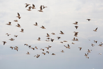 Flock of pink pelicans in the sky