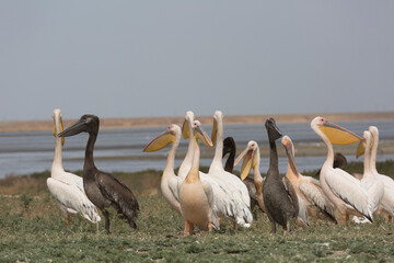 Pink pelicans with chicks on the shore of Lake Manich-Gudilo in Kalmykia, Russia