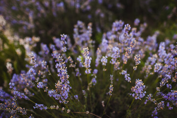 Fototapeta premium lavender field in region