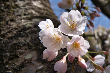 Fototapeta na wymiar 桜, 花, 全盛期, 白, 木, 自然, 花, 咲く