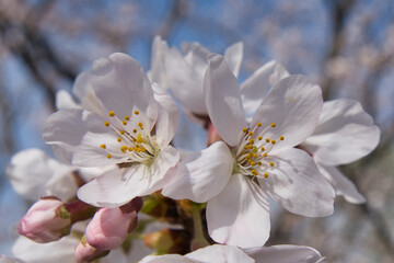 桜, 花, 全盛期, 白, 木, 自然, 花, 咲く