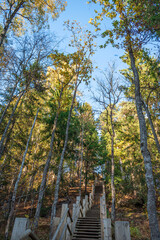 Wooden stairs heading up the hill in the middle of a sunlit autumn forest in the Gauja National Park in Sigulda, Latvia