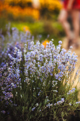 Obraz premium flowers in the field