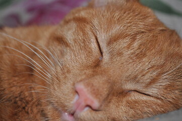 red cat sleeps at home on the bed