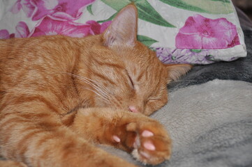 red cat sleeps at home on the bed