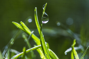 water drops on grass