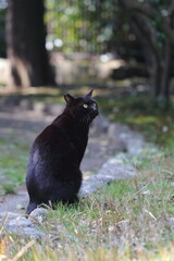 black cat on the grass