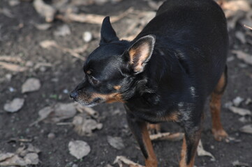 Russian Toy Terrier Looks Into the Distance