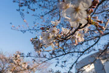 夕日に照らされる桜