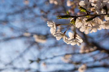 夕日に照らされる桜