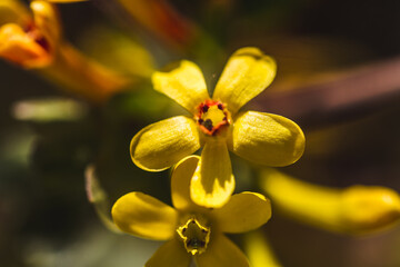 yellow flower macro