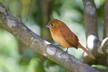 Female White-lined Tanager, Tachyphonus rufus, perched in a tree