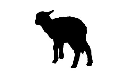 Lamb silhouette vector illustration. Young sheep solated on white background.