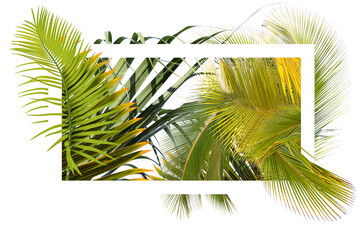 Palmes tropicales avec cadre blanc, fond blanc 
