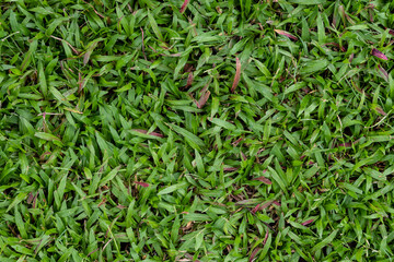 green grass texture. for background.