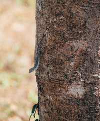 Lagartijo sobre tronco de árbol