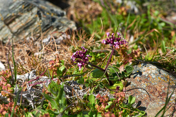 spontaneous and colorful mountain blooms with insects in spring