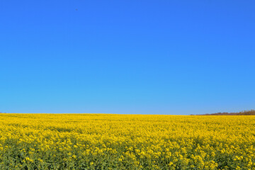 Obraz premium Champ de colza