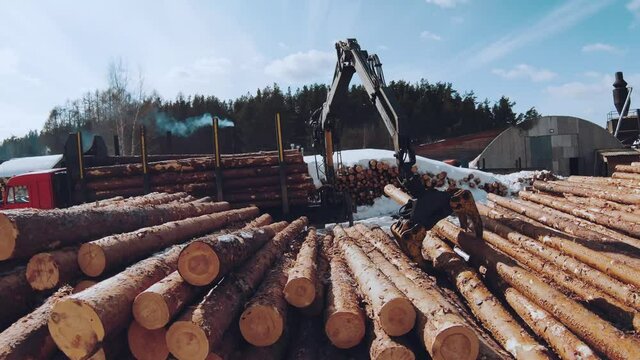 Sorting the forest. Loading logs into the car
