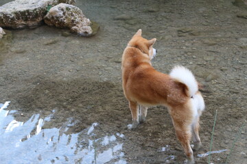 dog in the water